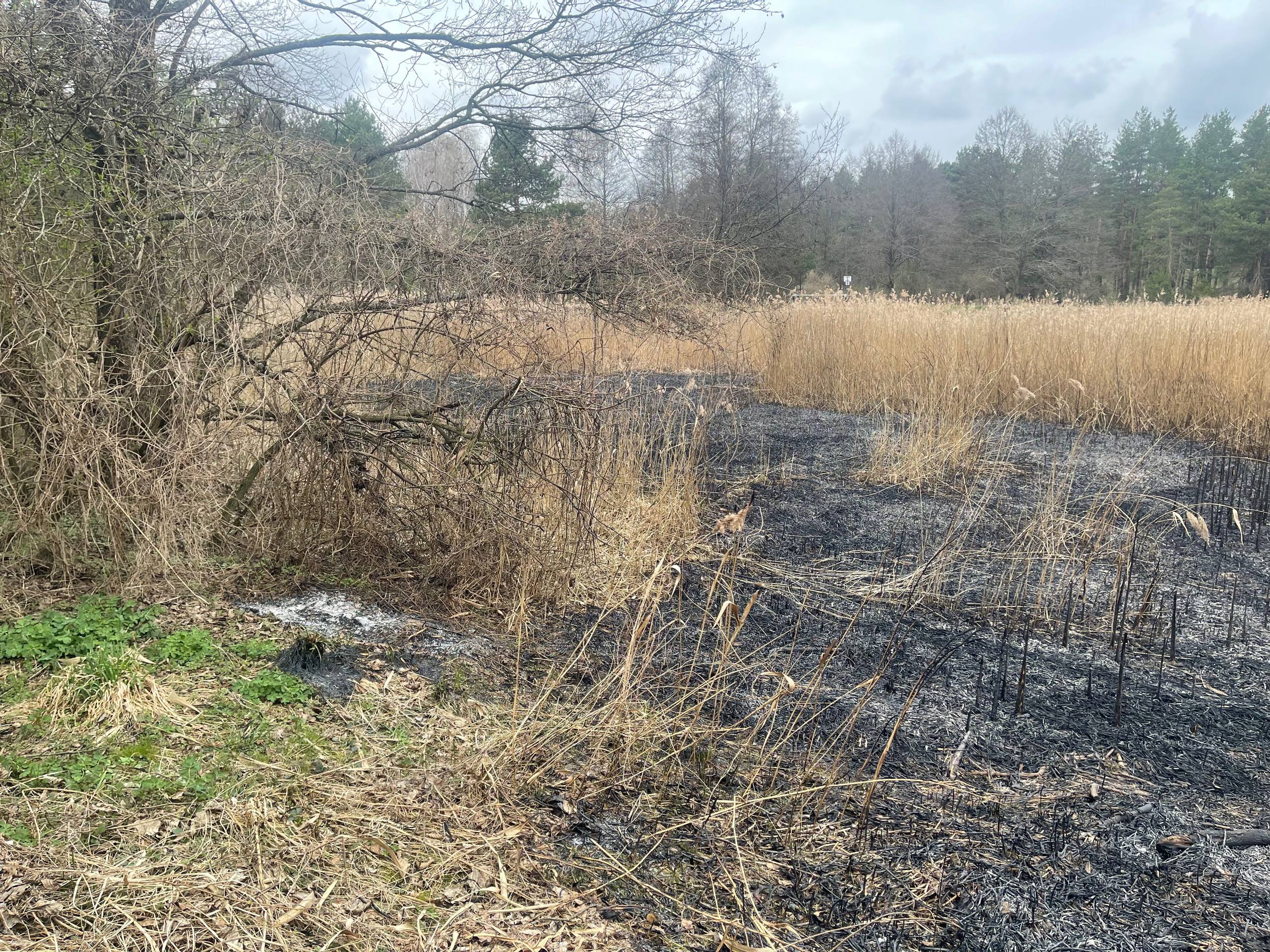 Палы сухой растительности продолжаются